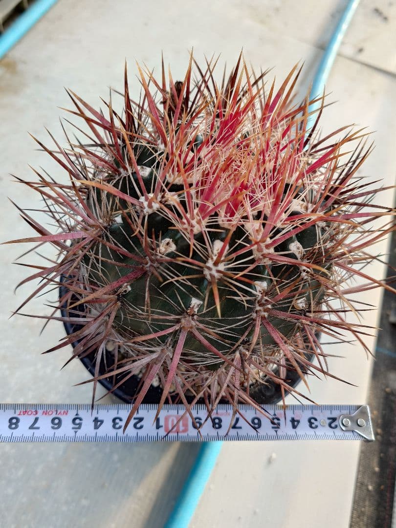 希少　サボテン　フェロカクタス　紅裳竜　実生　※鉢のまま発送