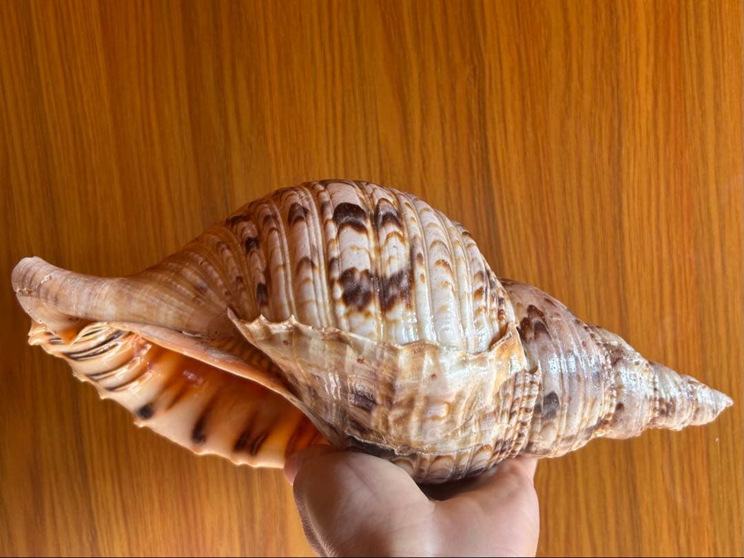 法螺貝　34.5cm