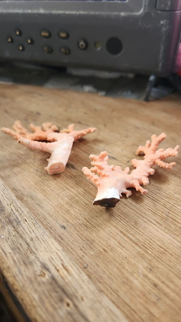 サンゴ ピンク 2個セット