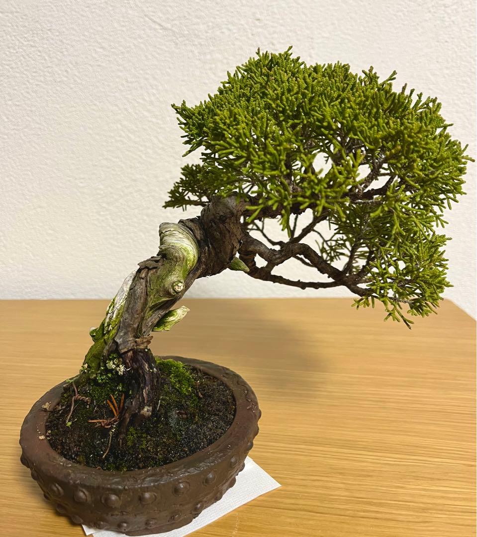 糸魚川真柏/盆栽