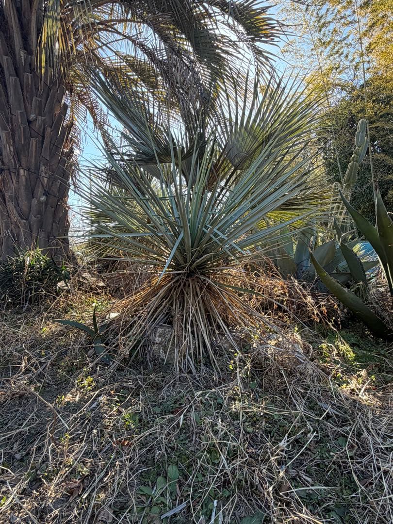 ユッカ　リギダ　ロストラータ