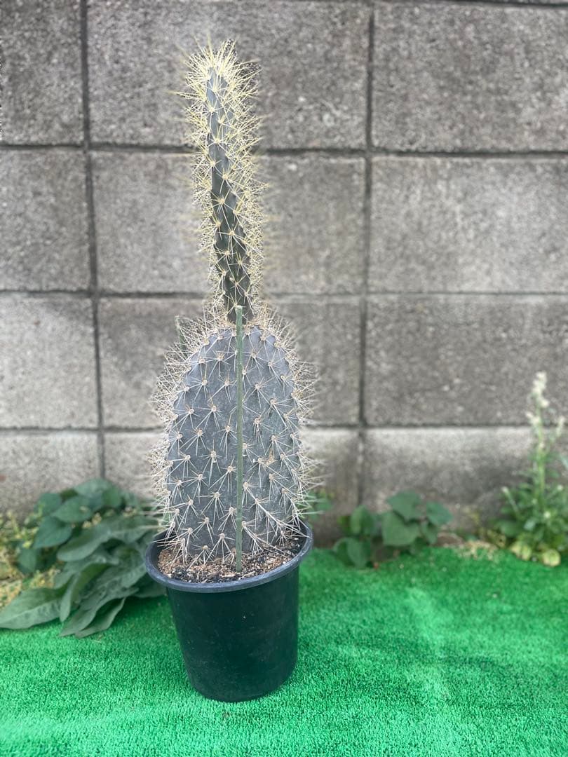 5号サイズ❗️ガラパゴス団扇　黒肌　金棘オプンチア