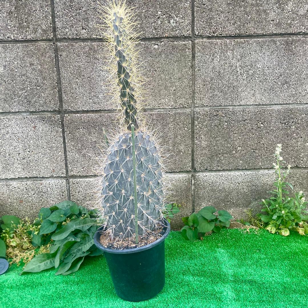 5号サイズ❗️ガラパゴス団扇　黒肌　金棘オプンチア