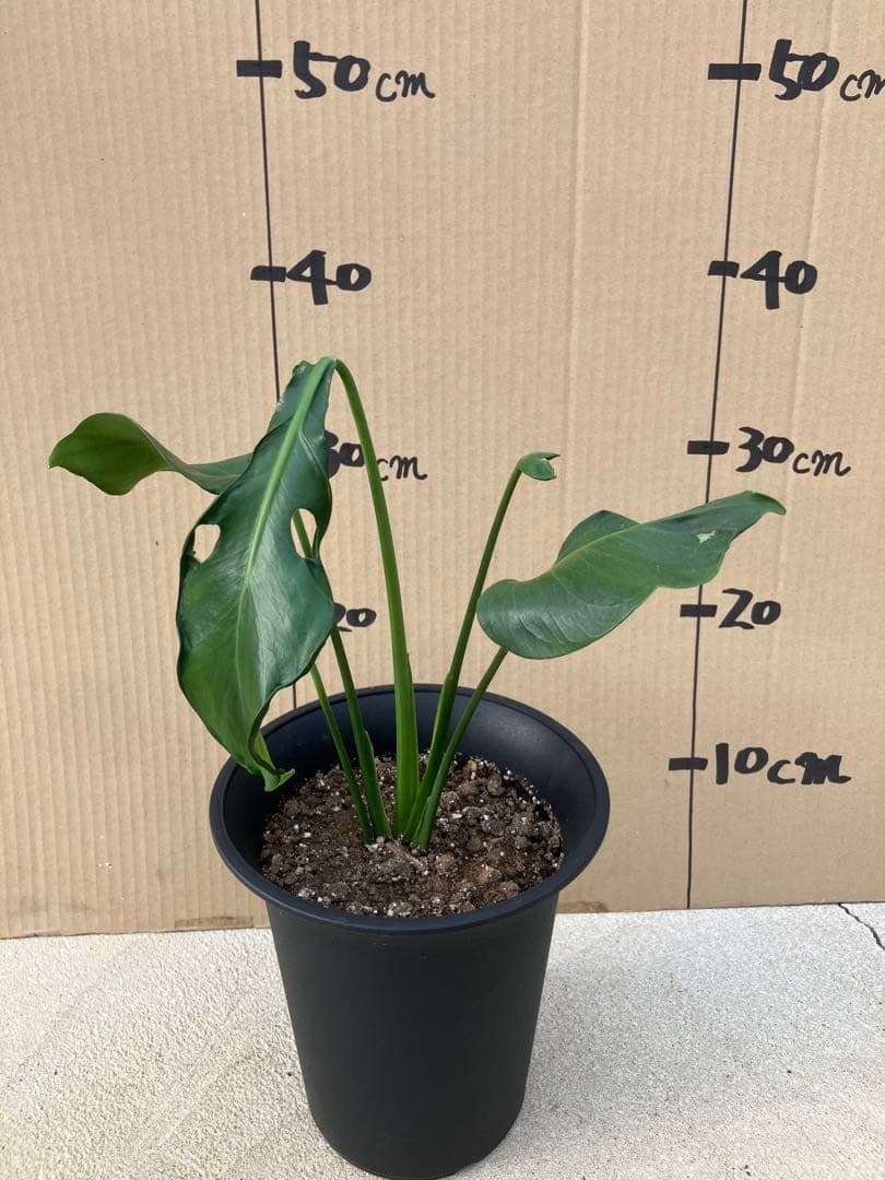 ゆ*う様 モンステラデリシオーサ実生株　突然変異個体、斑入り個体の2鉢セット