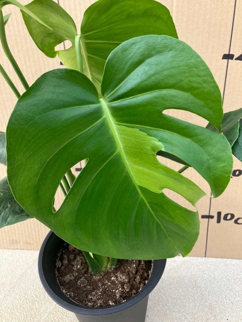 ゆ*う様 モンステラデリシオーサ実生株　突然変異個体、斑入り個体の2鉢セット