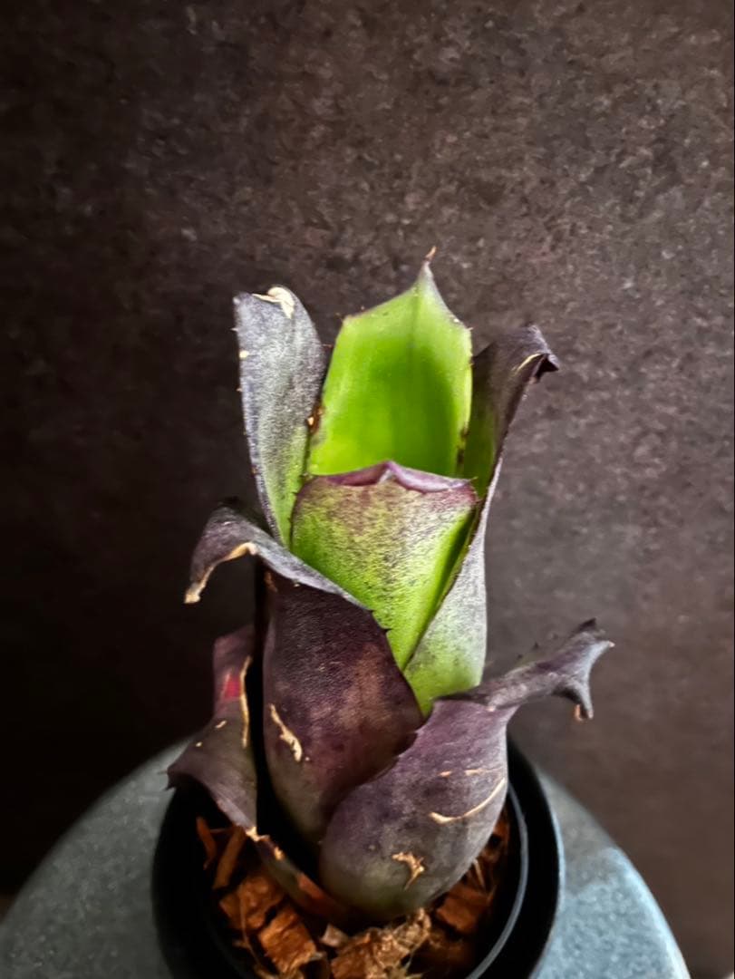 【特別選抜】Hohenbergia ホヘンベルギアレオポルドホルスティ No.7