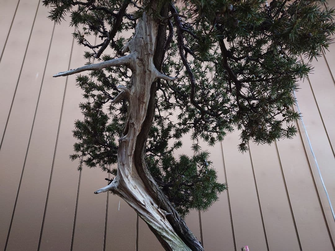 ※引取限定※　盆栽　山木　杜松