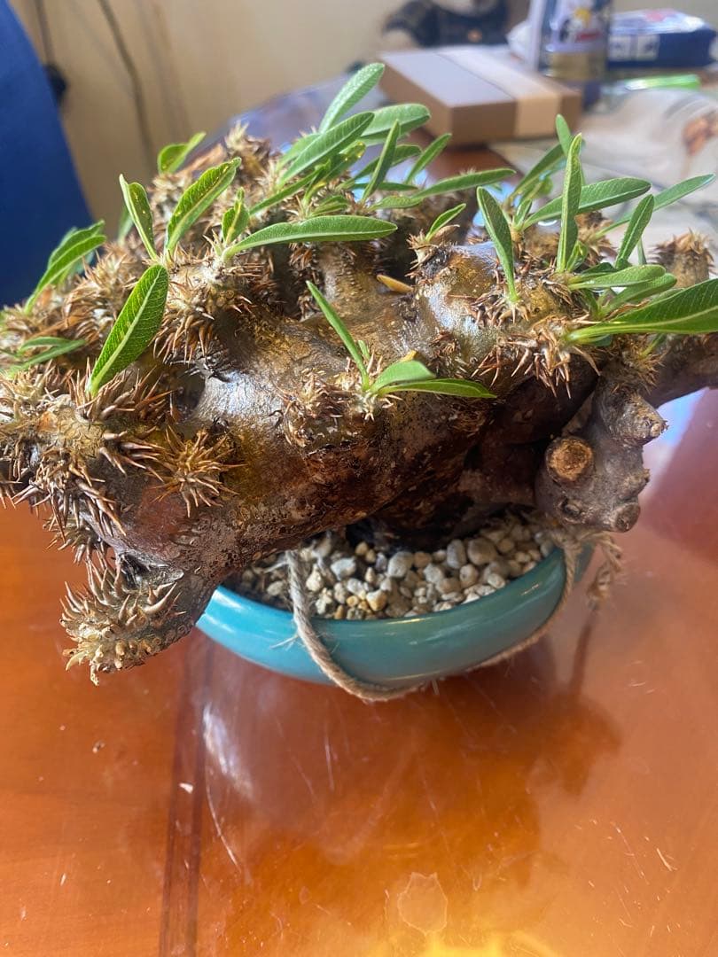 パキポデュウムブレビカリックス 現地球