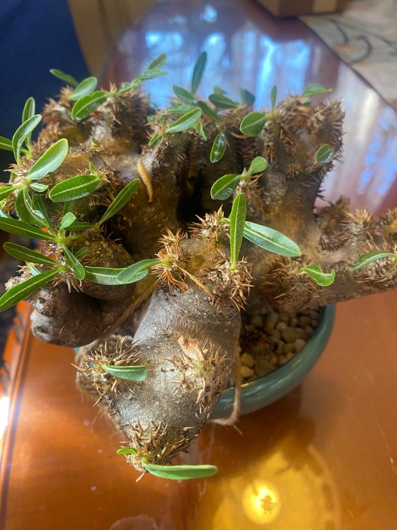 パキポデュウムブレビカリックス 現地球