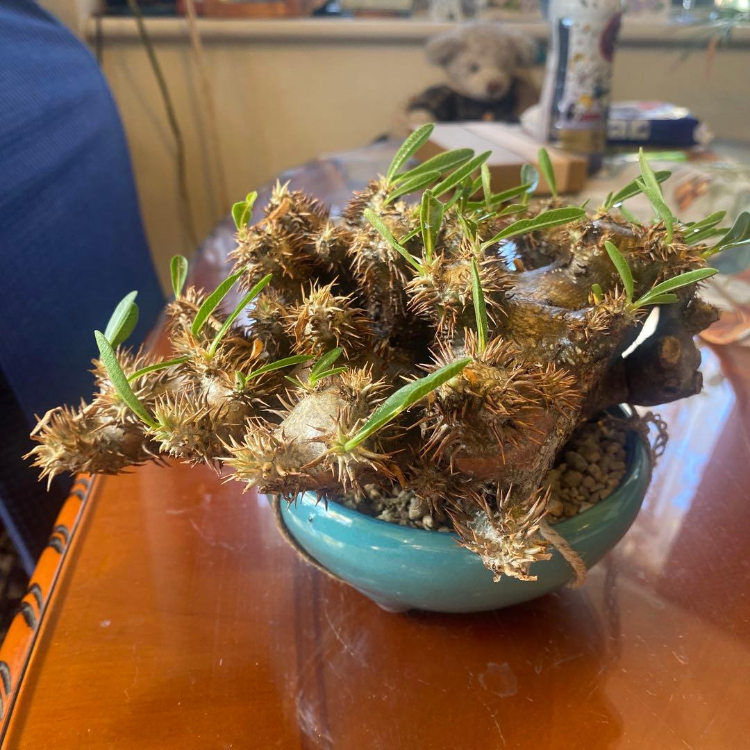 パキポデュウムブレビカリックス 現地球