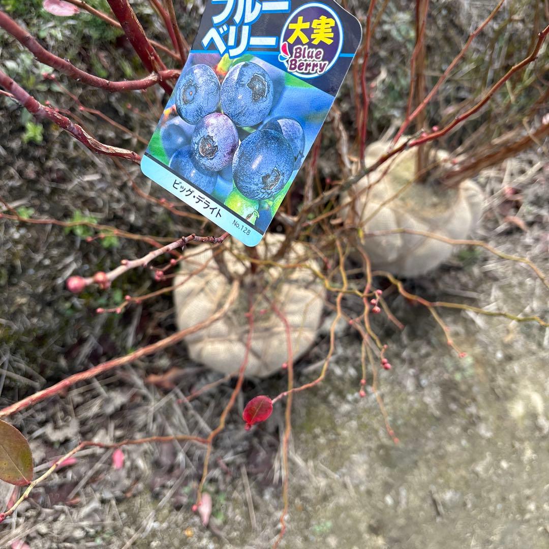 デライト＆ブライトウェル　ブルーベリー苗　準大苗セット