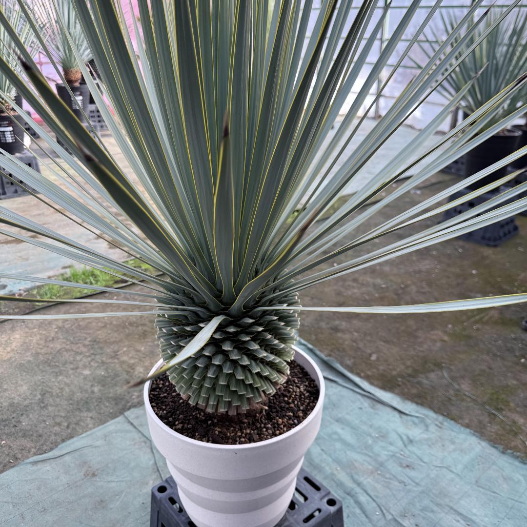 【AL1165】ユッカ　ロストラータ　ホワイト個体【ALBEROホワイト祭り】