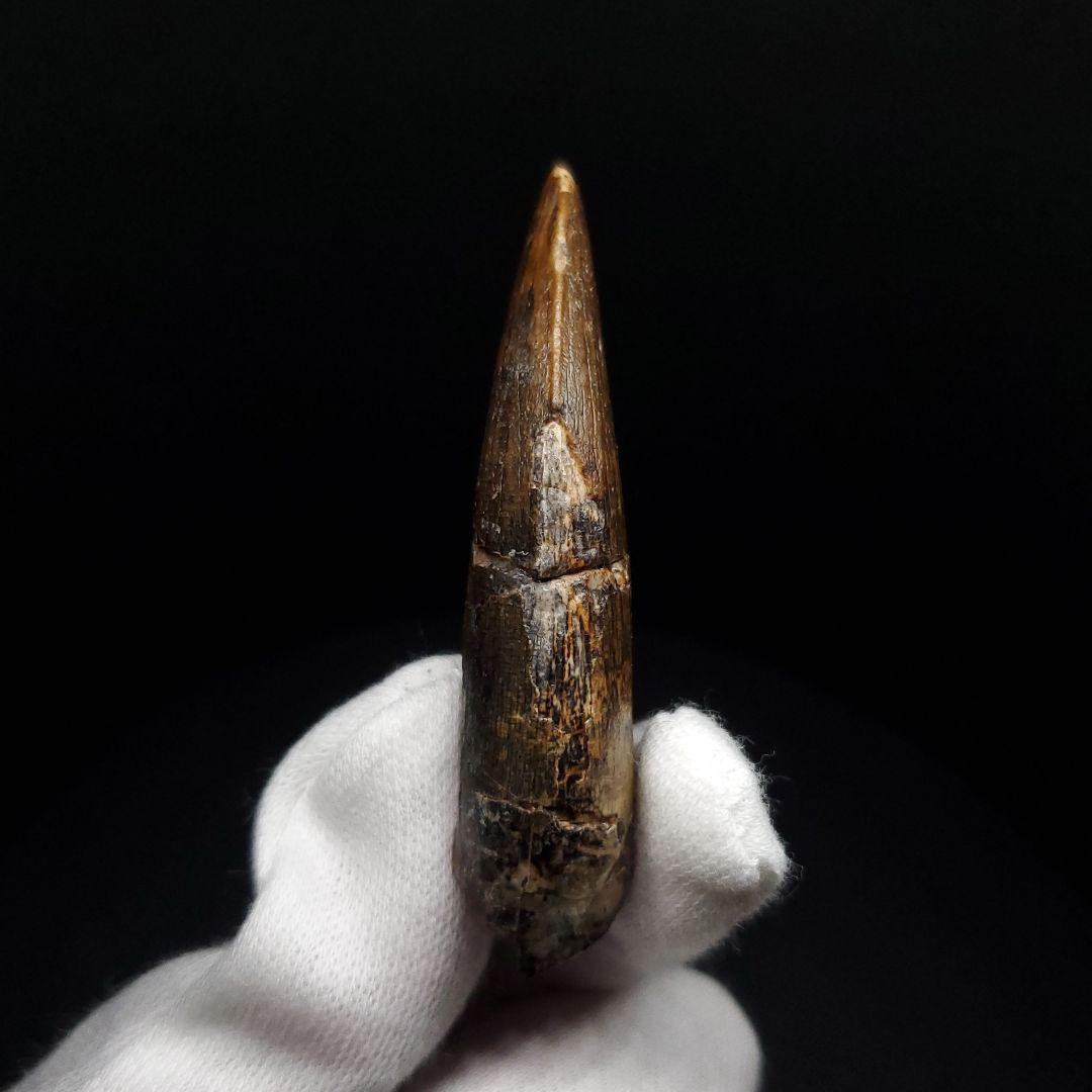 アフロベナトル 歯 化石 本物 二ジェール産 58.23mm fr144