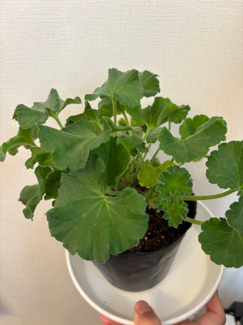 日本初海外品種ゼラニウム　希少品種ゼラニウム