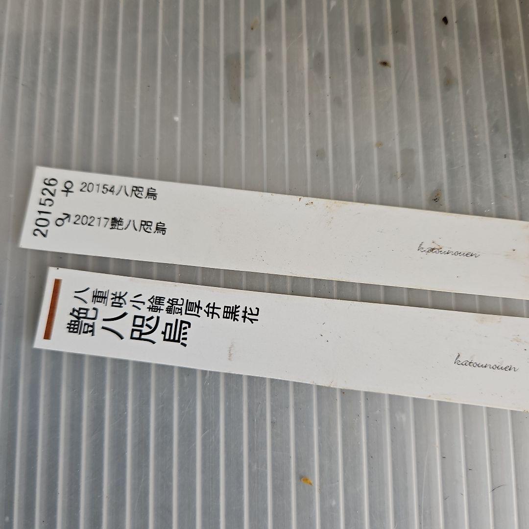 つむ様ご購入苗㉕-437クリスマスローズ