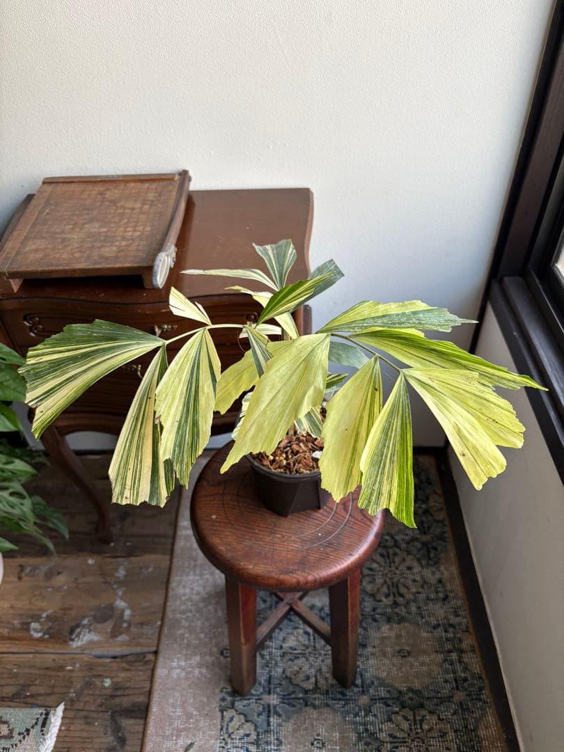 大株 クジャクヤシ斑入り Caryota mitis variegated 5号