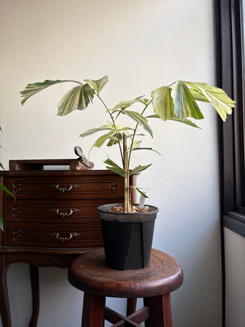 大株 クジャクヤシ斑入り Caryota mitis variegated 5号