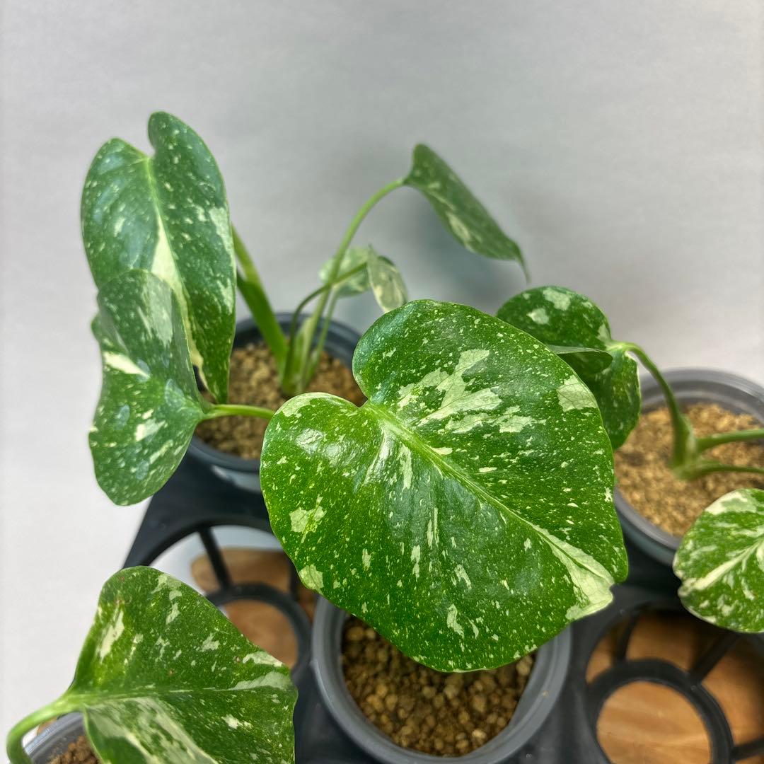 テ*ー様 10株セットms23【特別選抜】モンステラ・タイコンステレーション 斑