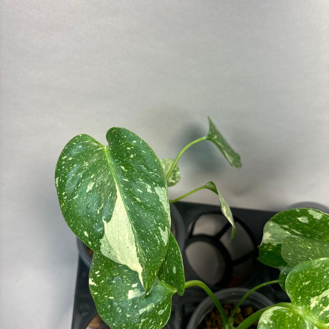 テ*ー様 10株セットms23【特別選抜】モンステラ・タイコンステレーション 斑