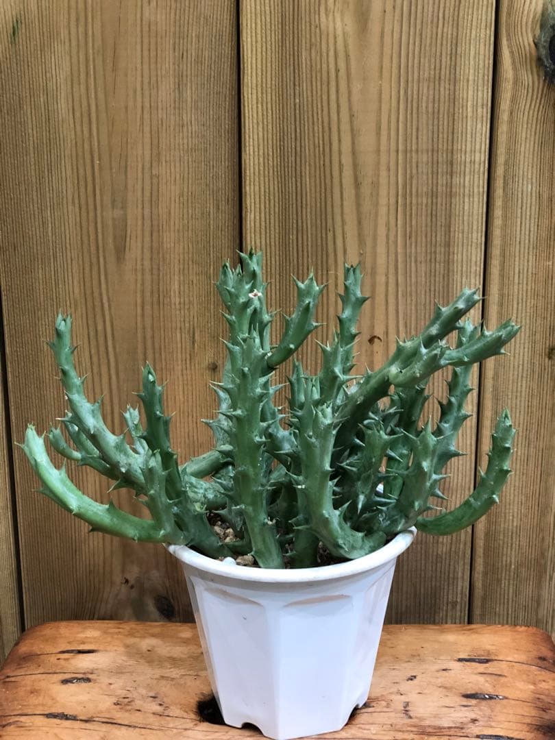 オルベア・デュメリ