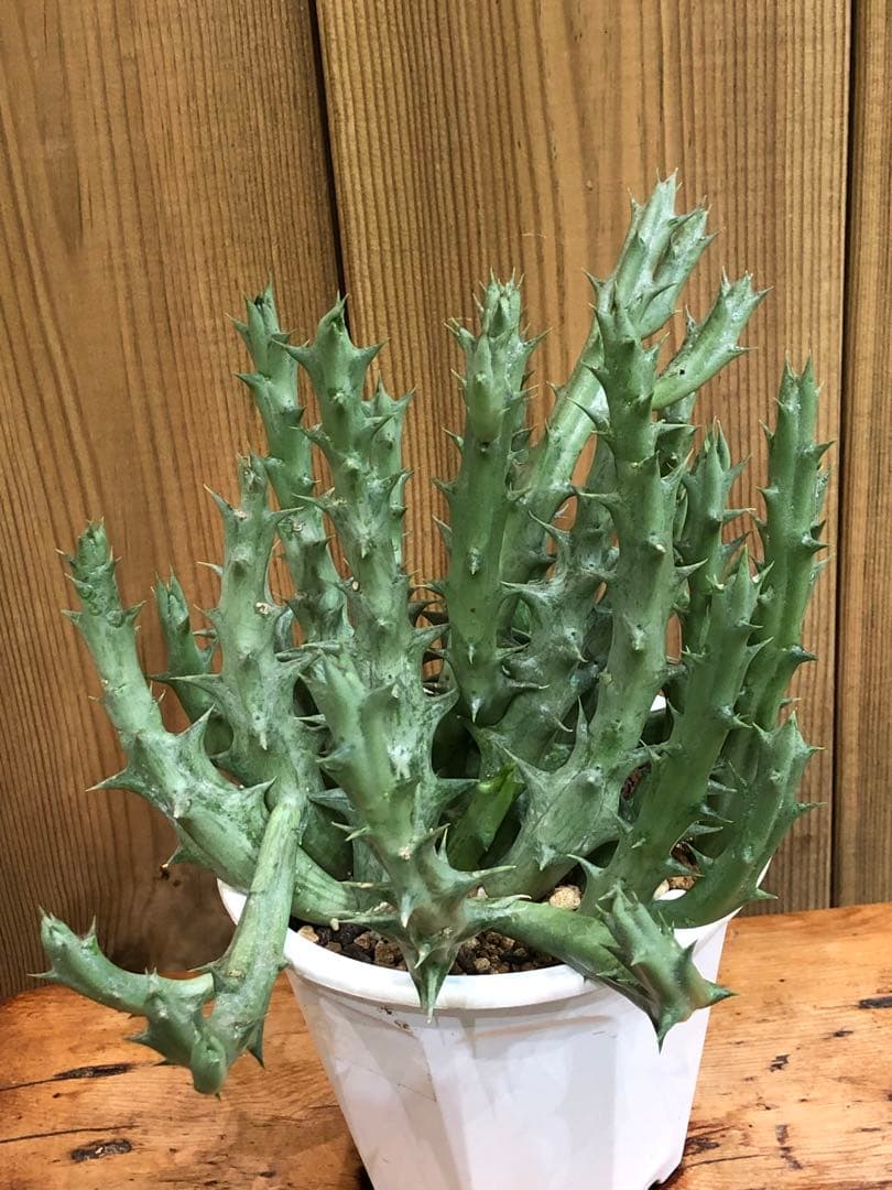 オルベア・デュメリ