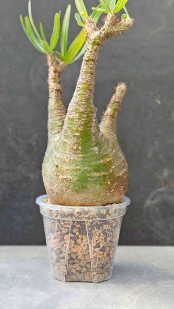 パキポディウム・グラキリス④