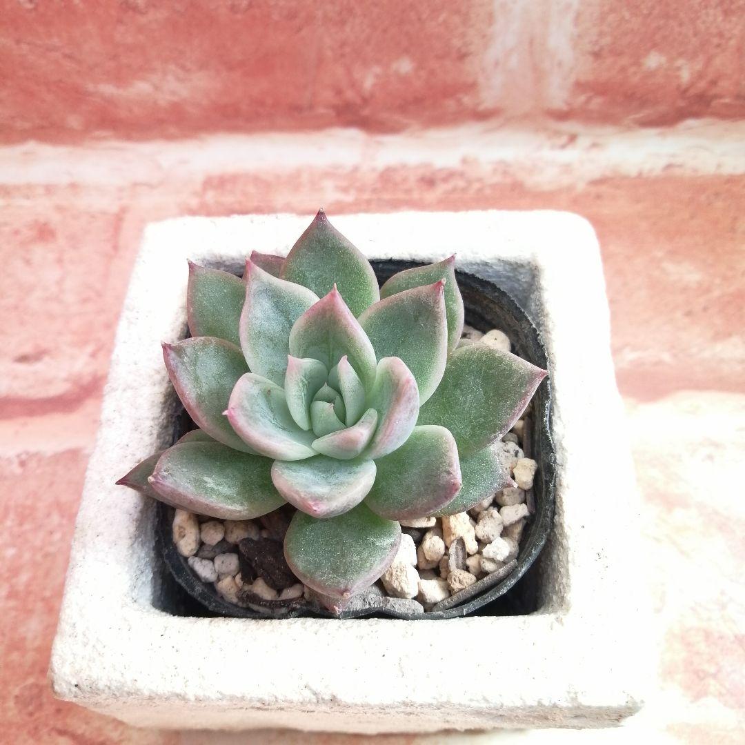 まめこ様ご依頼分 柚子葉他 多肉 エケベリア