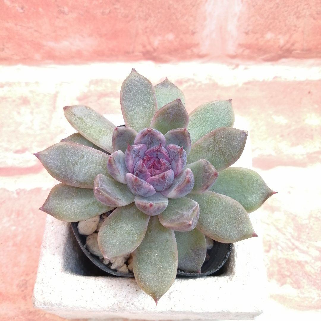 まめこ様ご依頼分 柚子葉他 多肉 エケベリア