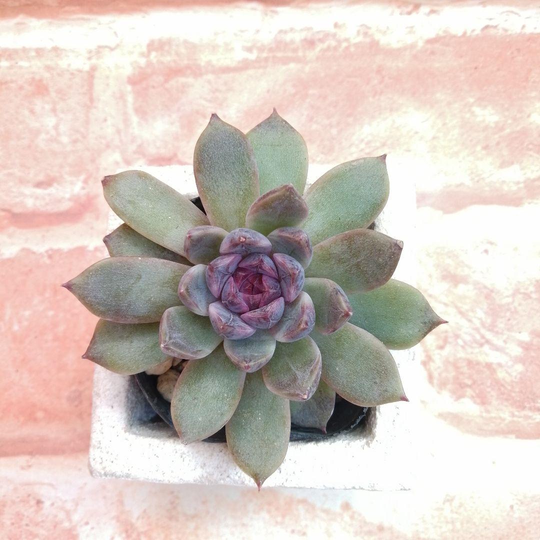 まめこ様ご依頼分 柚子葉他 多肉 エケベリア