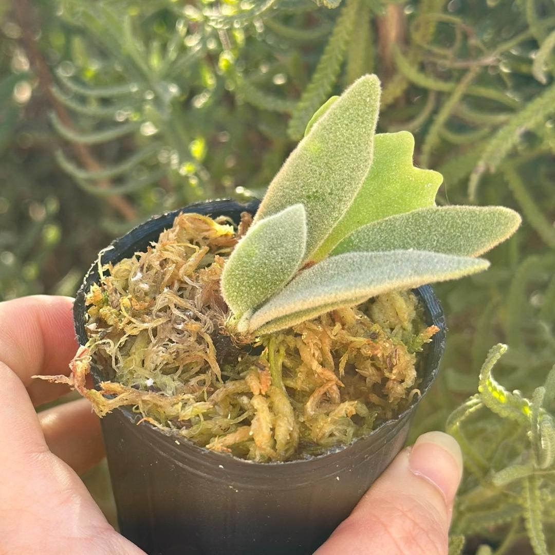 速達！P.willinckii Frosty Maiden Spore 03