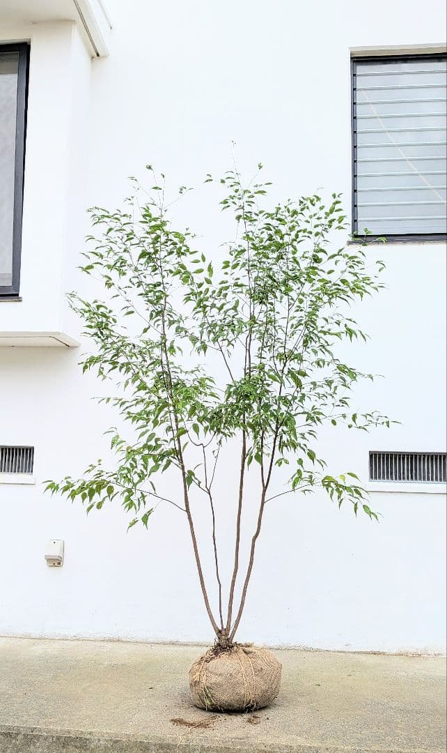 極美。山採りハイノキ。