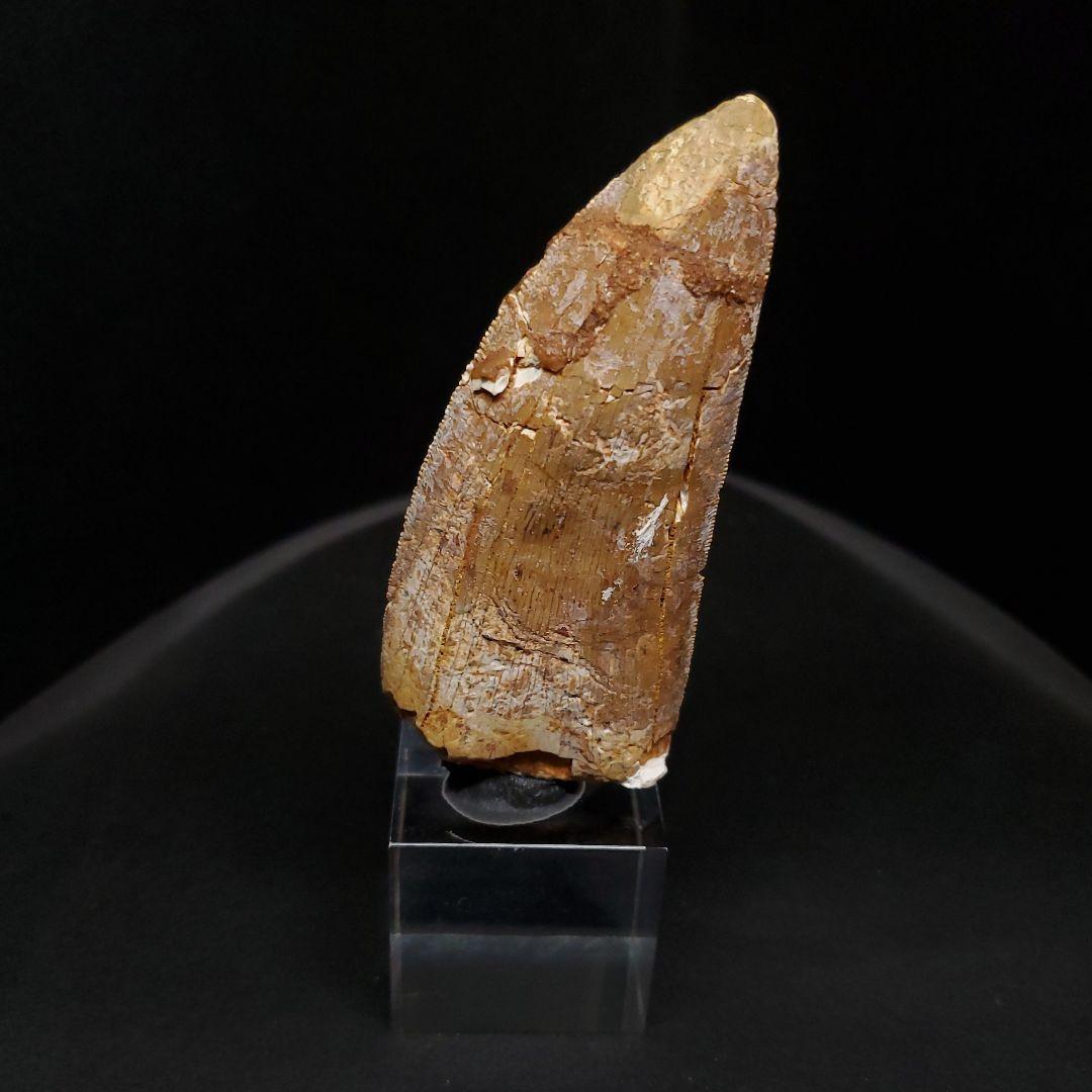 カルカロドントサウルス 歯 化石 本物 モロッコ産 74.06mm fr91