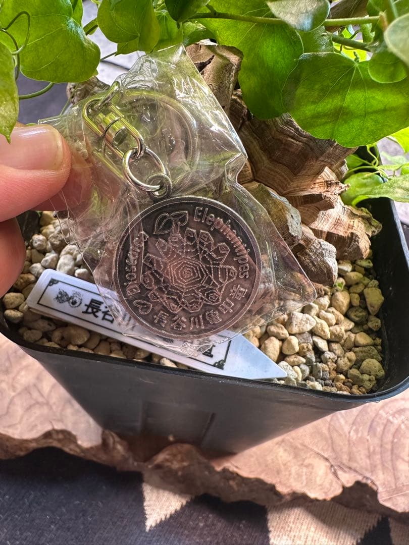 年末SALE 長谷川亀甲竜