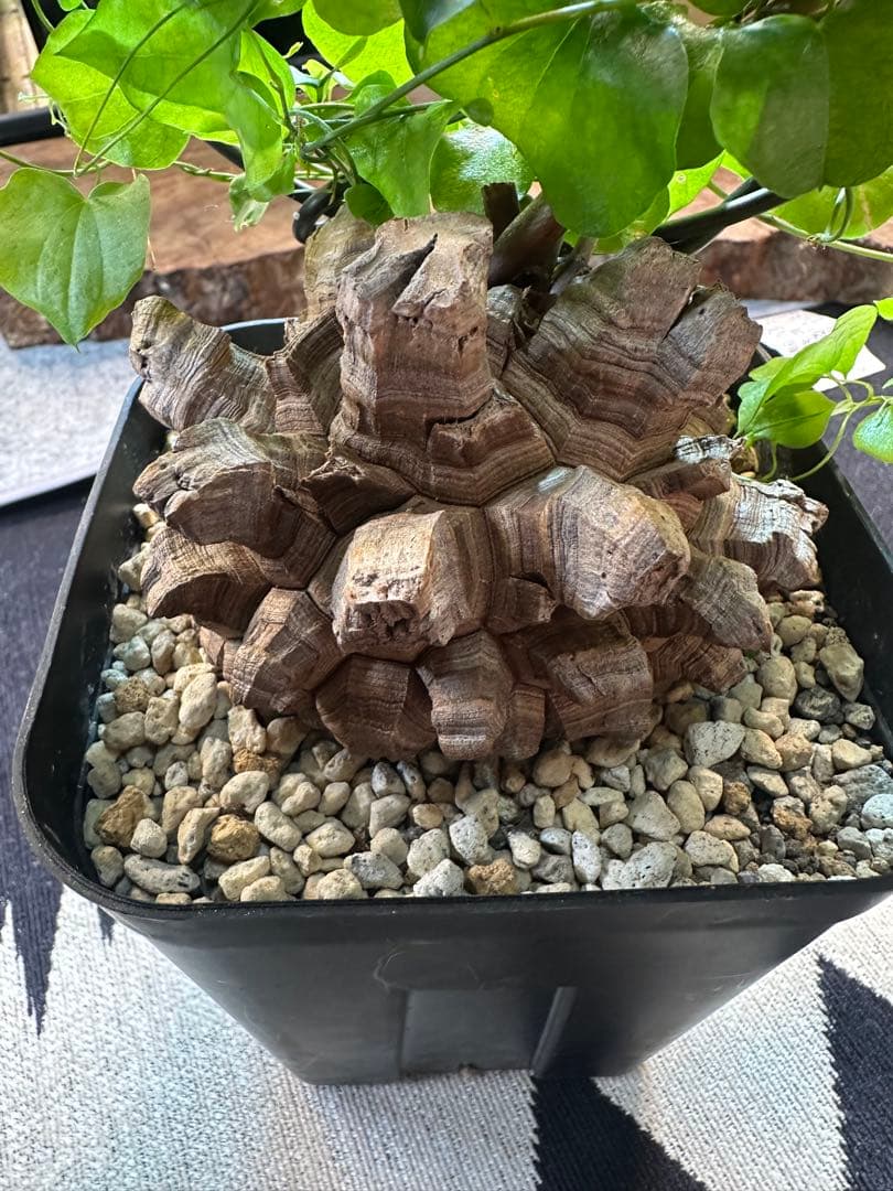 年末SALE 長谷川亀甲竜