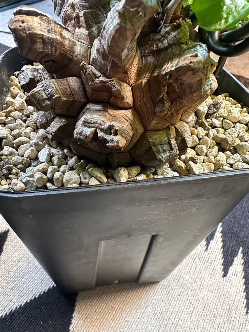 年末SALE 長谷川亀甲竜