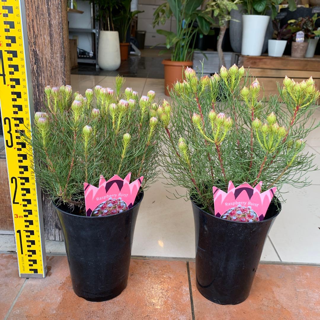 セルリア ラズベリーバースト 2個セット