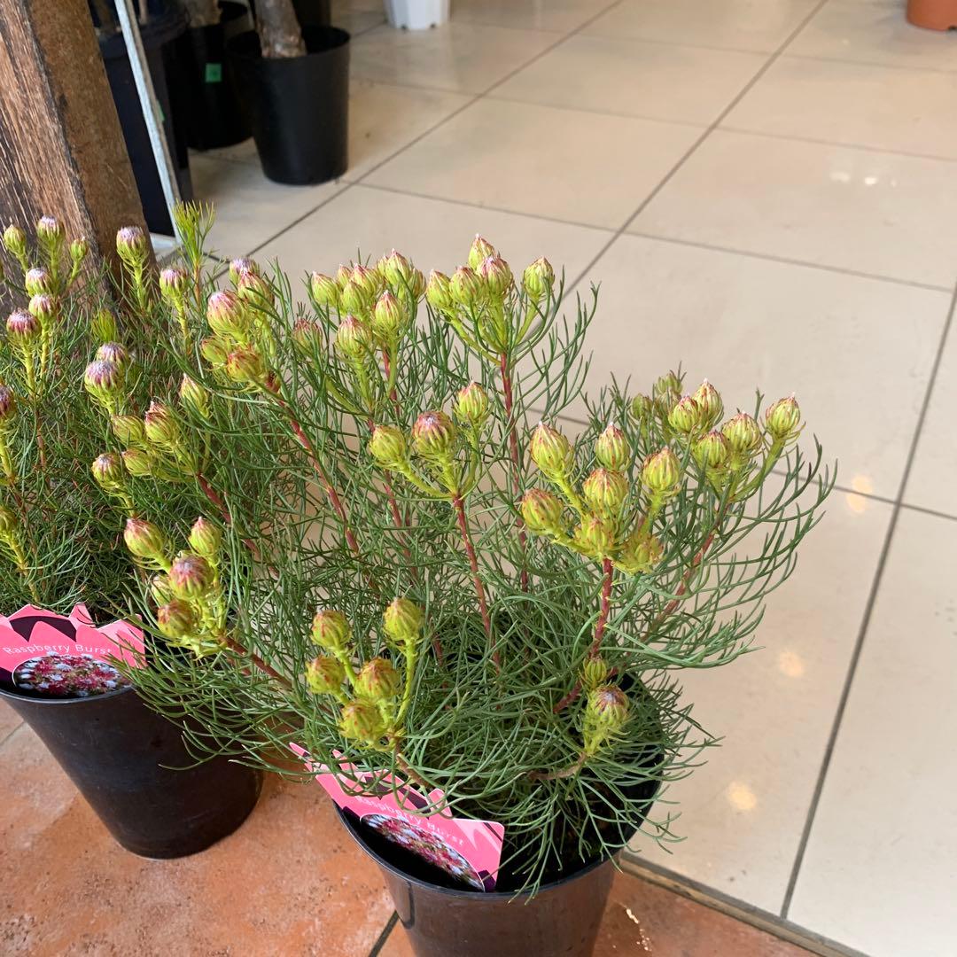 セルリア ラズベリーバースト 2個セット