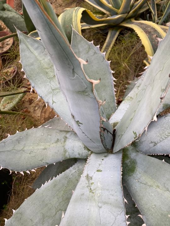レアアガベ　チタノタ“ホワイトアイス” 超大株抜き苗発送