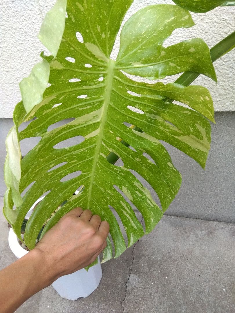 モンステラ　イエローモンスター　斑入り　７号鉢つき　巨大葉❗