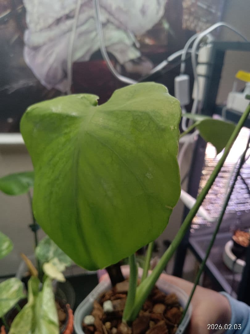 モンステラ NoID 変異 緑斑入り