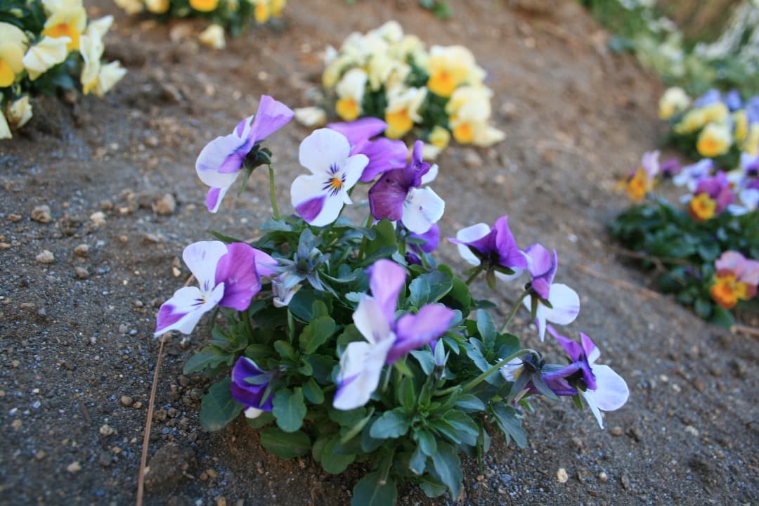 実写美⭕️【動作確認済み】Canon DS126151 一眼レフカメラ レンズ付