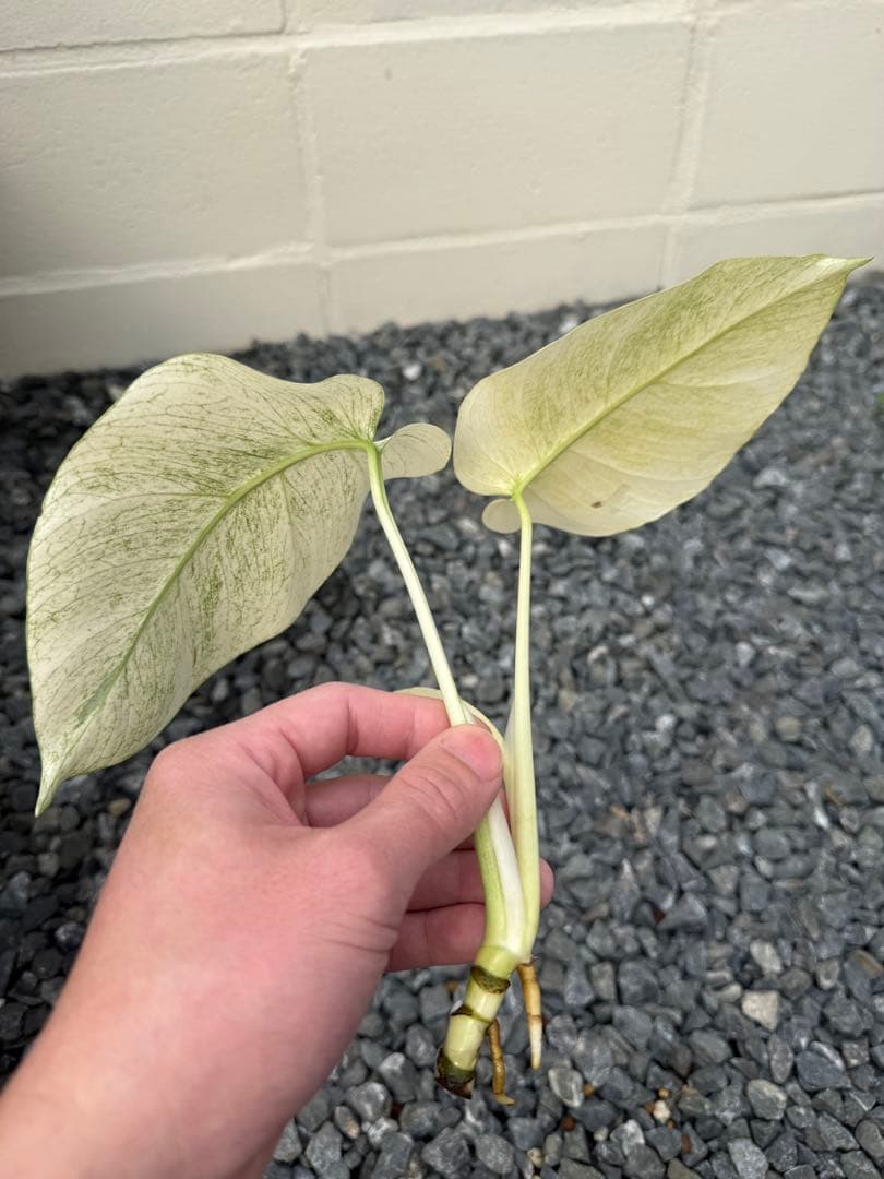 モンステラ　デリシオーサ　ボルシギアナ　フルミント