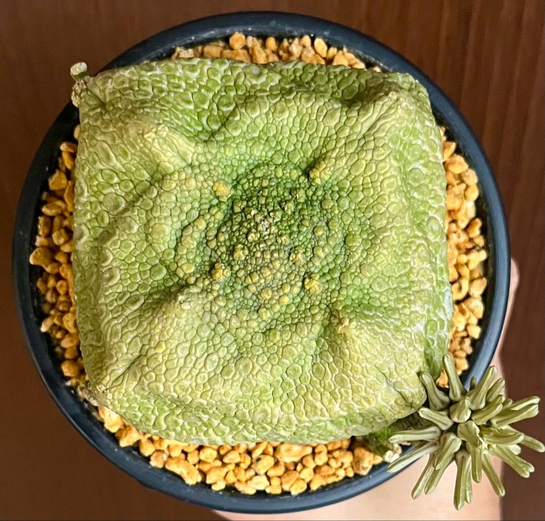 【激レア/超大株】プセウドリトス・クビフォルメ鉢植え