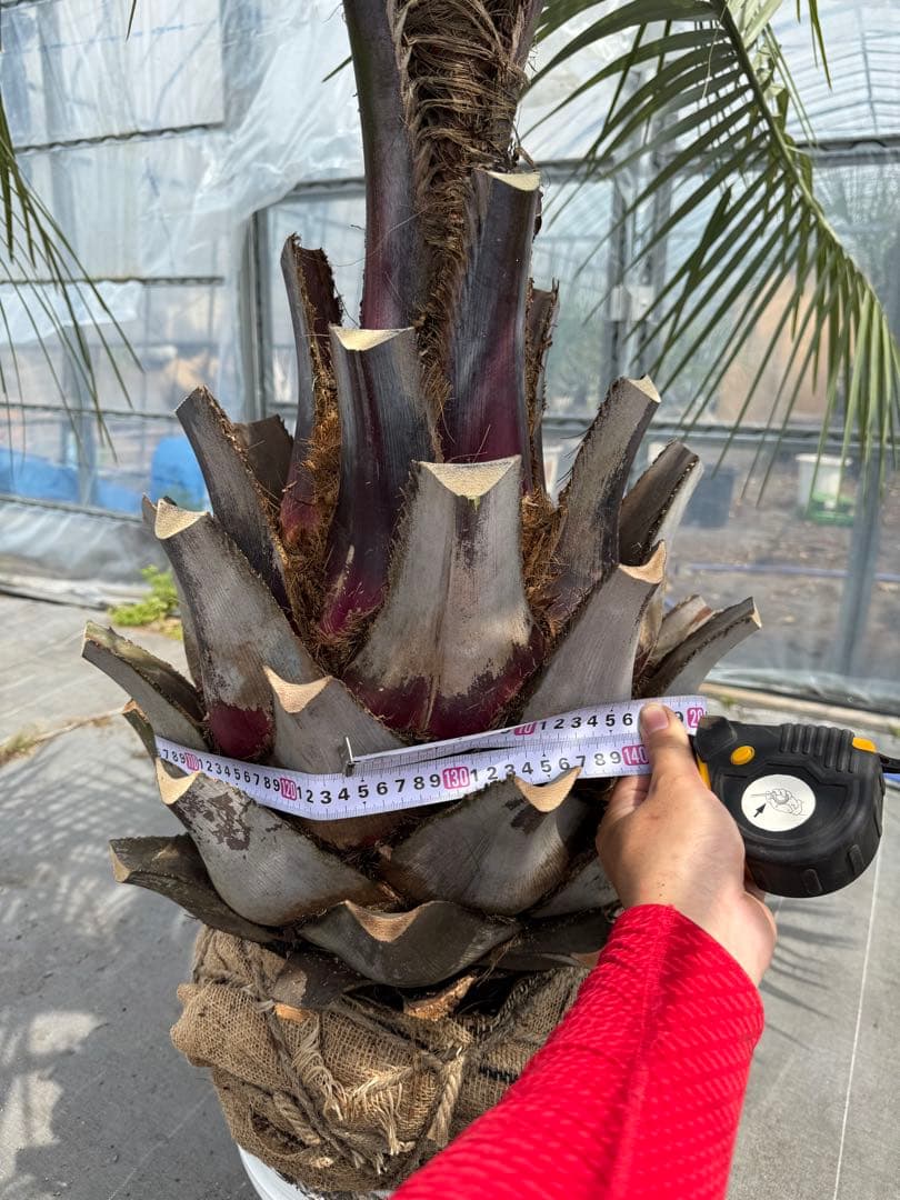 ココスヤシシルバーリーフ 【極太】葉先170cm 幹回り125cm 幹高50cm