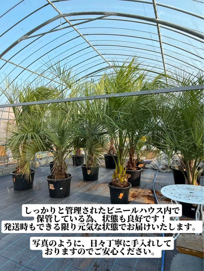 ココスヤシシルバーリーフ 【極太】葉先170cm 幹回り125cm 幹高50cm