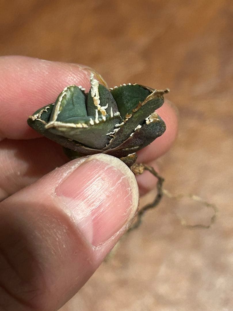 【超希少】Agave Dennis 007(ギドラ)子株