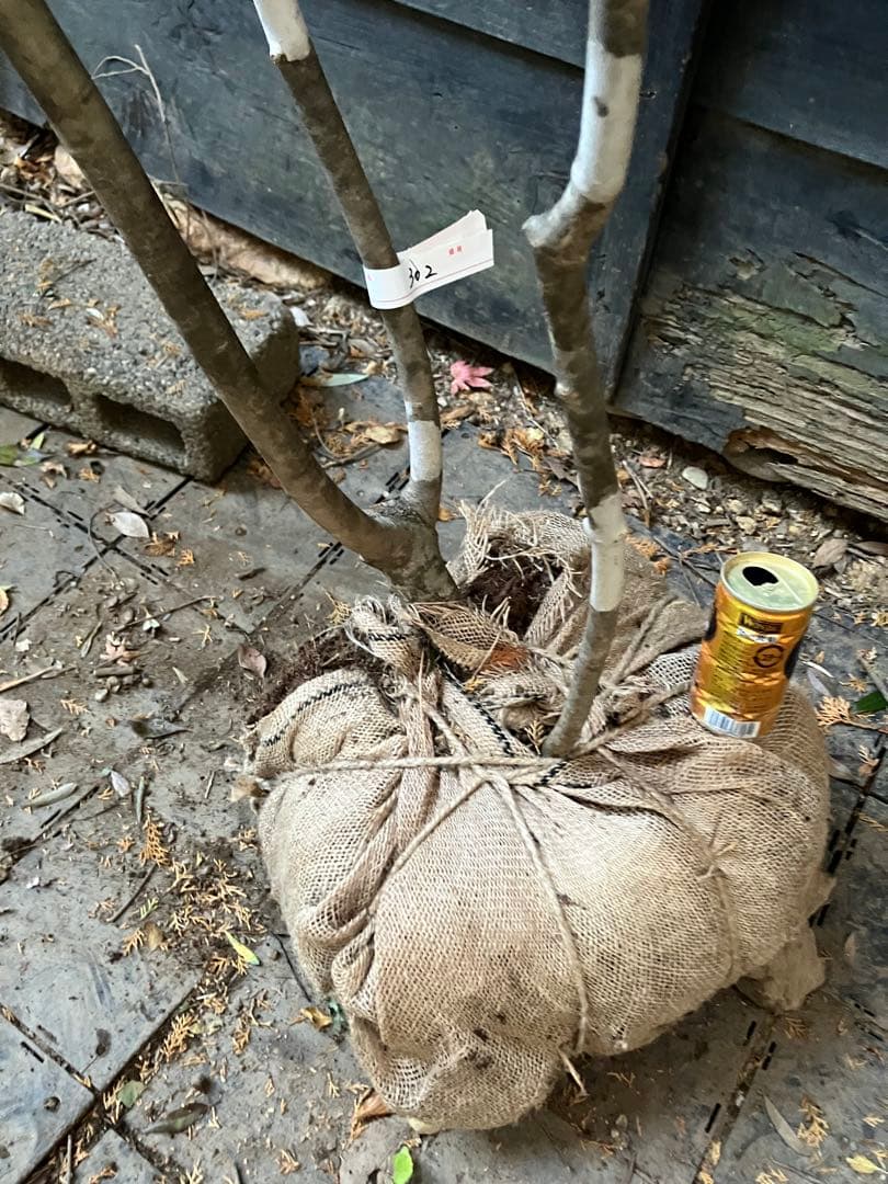 302 山採りアオダモ