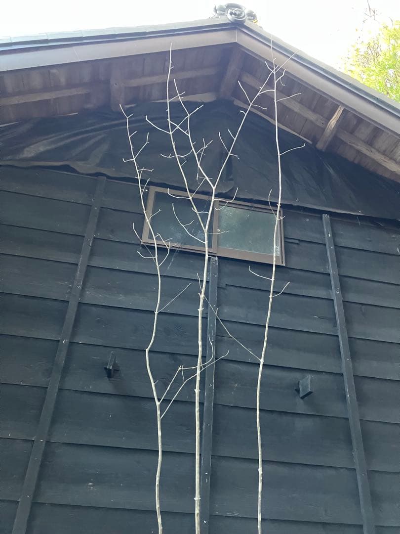 302 山採りアオダモ