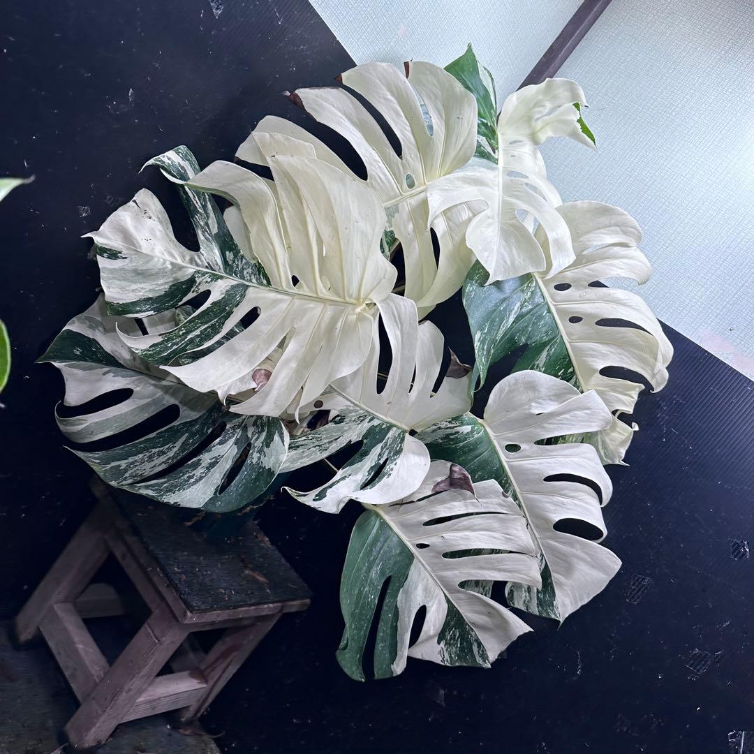 斑入りモンステラ ホワイトタイガー極美大株90cm白斑多レア