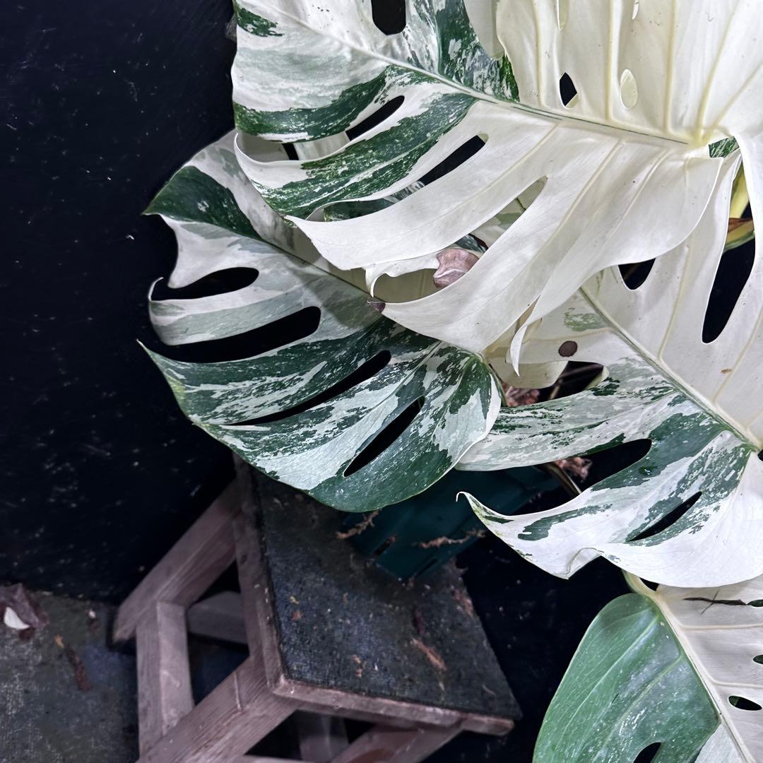 斑入りモンステラ ホワイトタイガー極美大株90cm白斑多レア